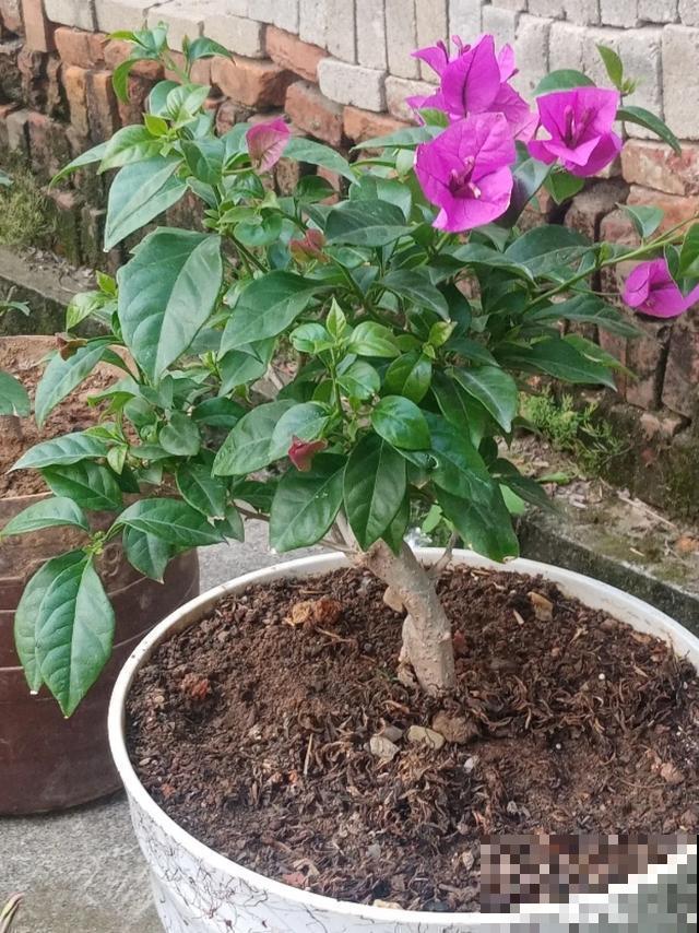 花出现黄叶打蔫，千万别扔，还能救回来！