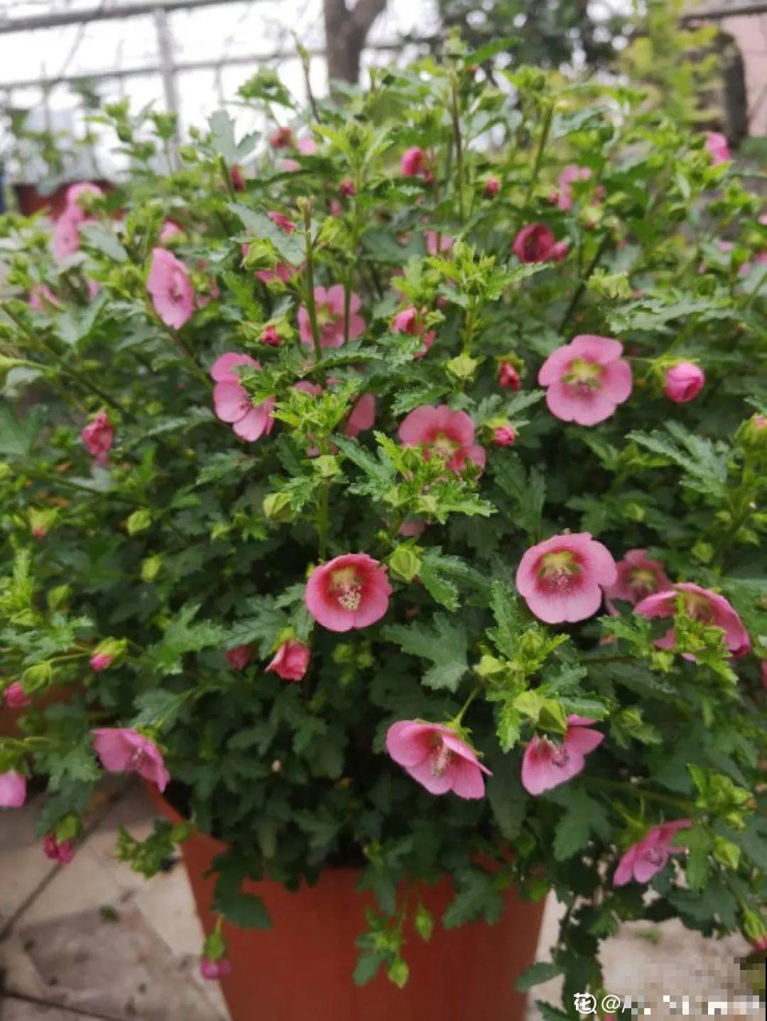 20种花,夏天这么浇水,长得快、开花多! 20种花,夏天这么浇水,长得快、开花多!