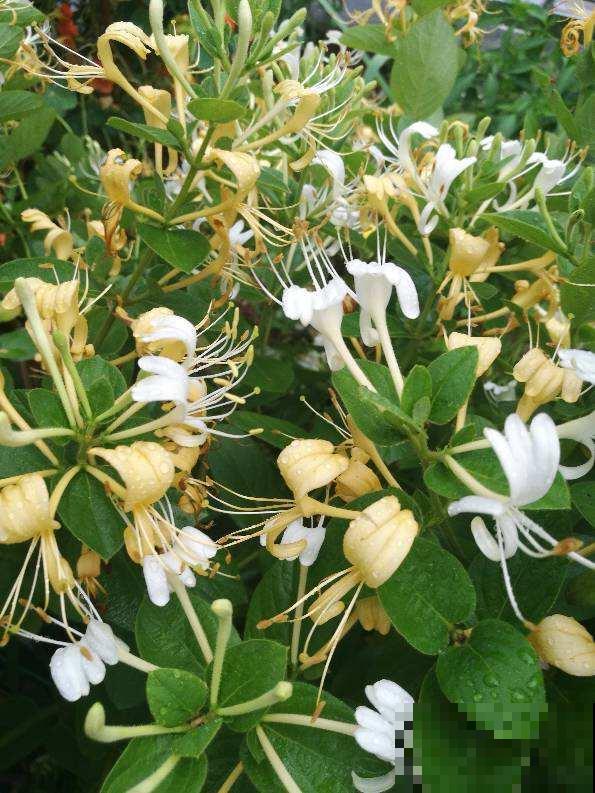 8种花，掐个叶子拌凉菜，越吃越养人