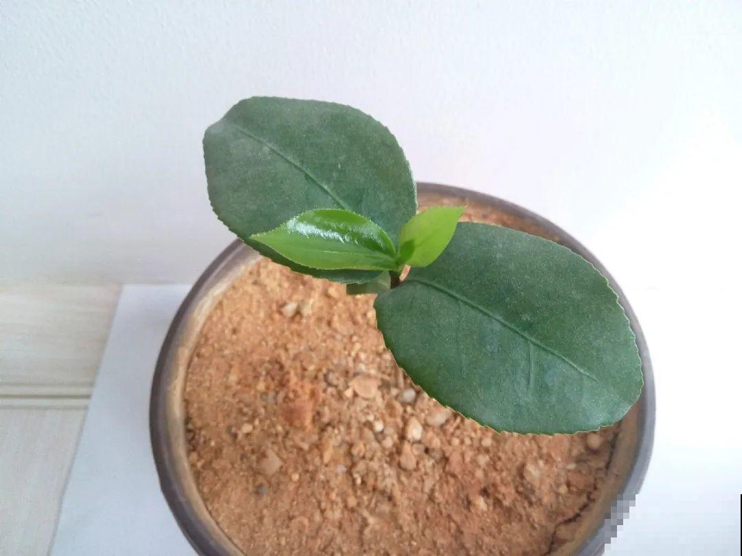 3种花，下雨天扦插，生根快、不黑杆！