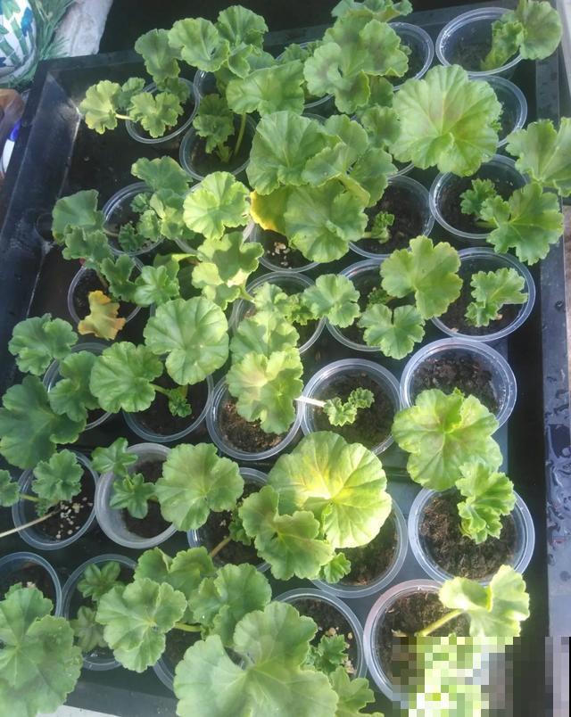 天热扦插3种花,成活率很高,2周就冒大白根! 天热扦插3种花,成活率很高,2周就冒大白根!