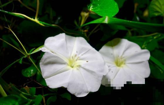 这几种花“爱睡觉”,一朵花只能开一天,早上开了晚上睡! 这几种花“爱睡觉”,一朵花只能开一天,早上开了晚上睡!