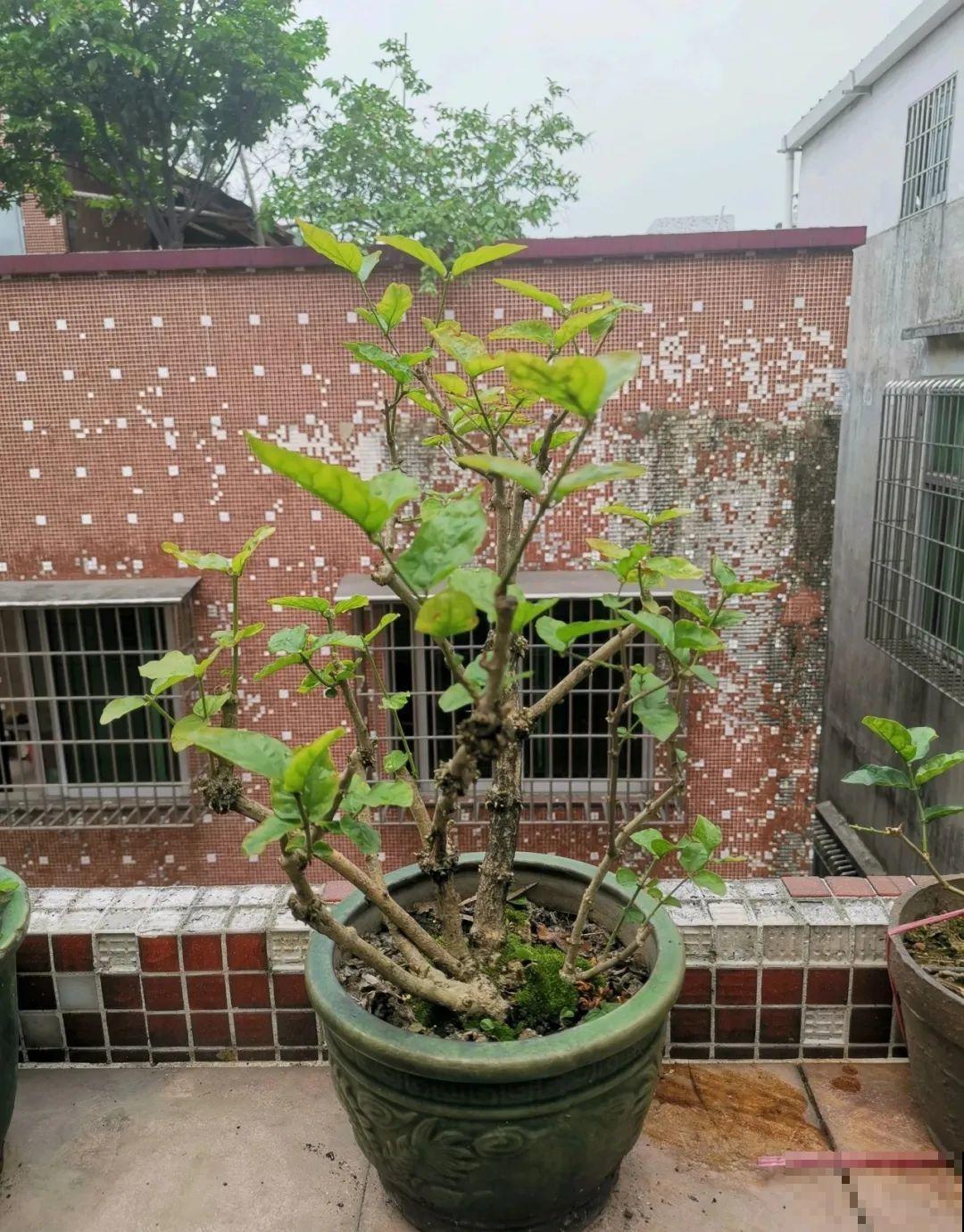 家里这些花适合用小盆，少浇水、控一控，2年就能变老桩！
