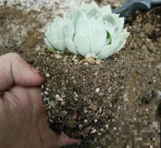 多肉休眠期到了,度夏经验,赶紧收好! 多肉休眠期到了,度夏经验,赶紧收好!