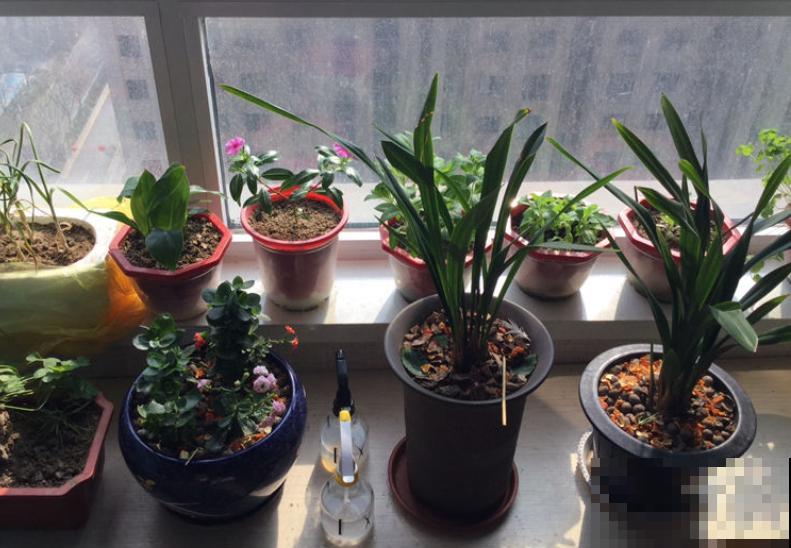 夏天浇水小技巧,不会浇水,啥花都养不活! 夏天浇水小技巧,不会浇水,啥花都养不活!
