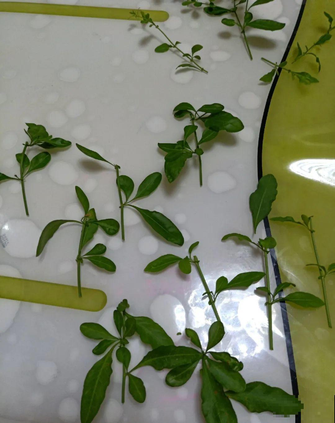 10种花，趁着天热赶紧扦插，成活率特别高