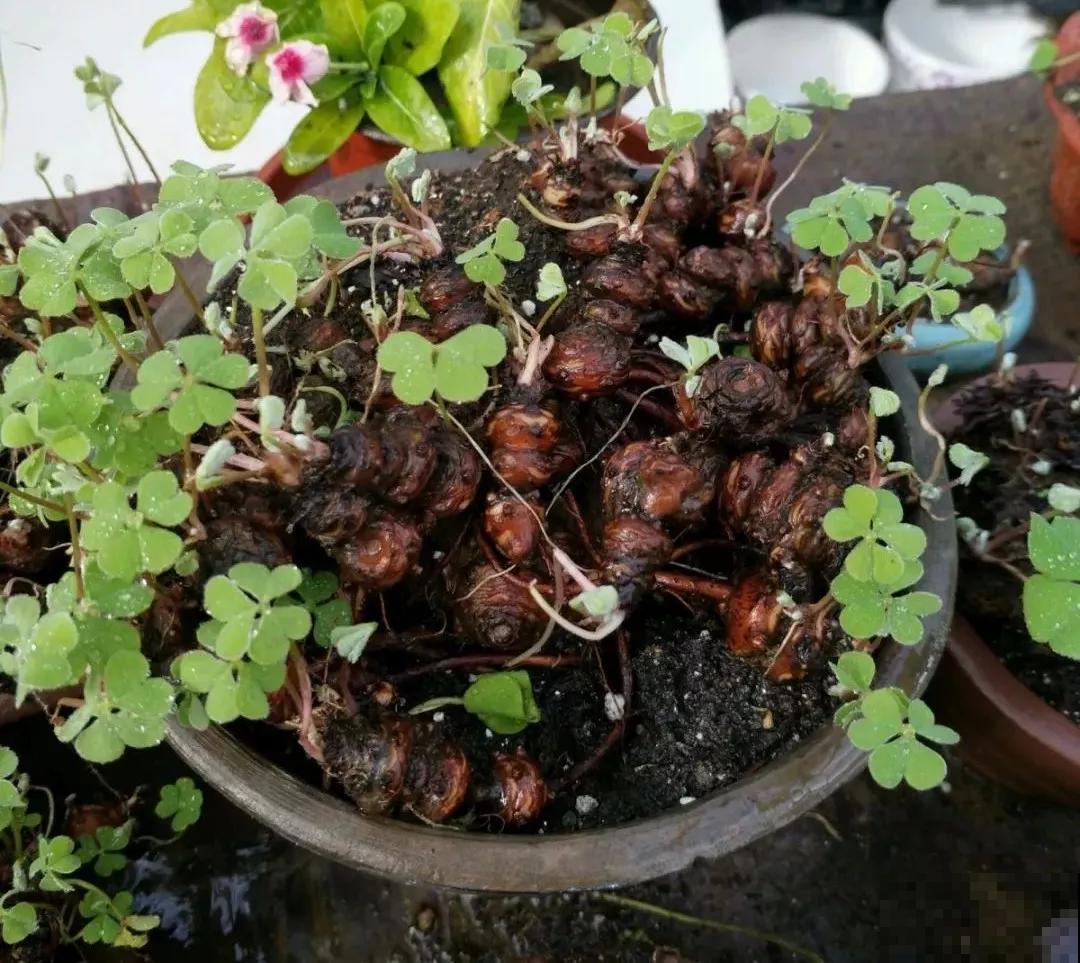 几块钱的草花，养成大老桩，给千金都不换
