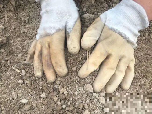 老外培育的芍药花，花苞比鸡蛋大，一朵能开一个月！