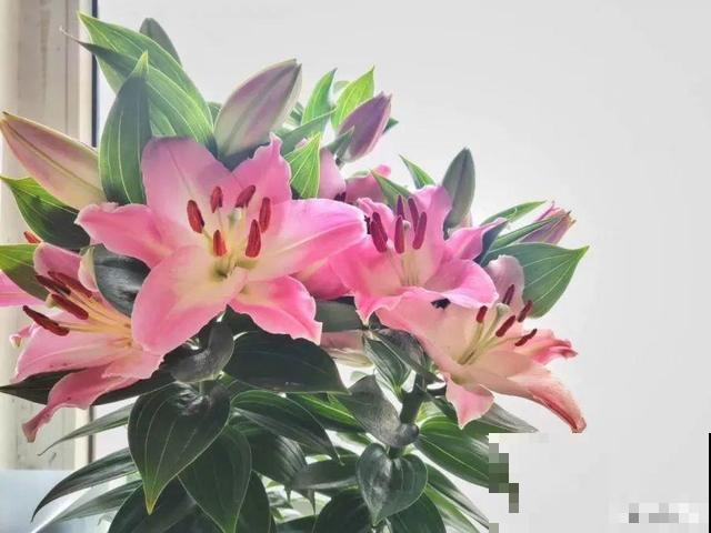 活的“香水花”，开一朵，家里香气飘飘！