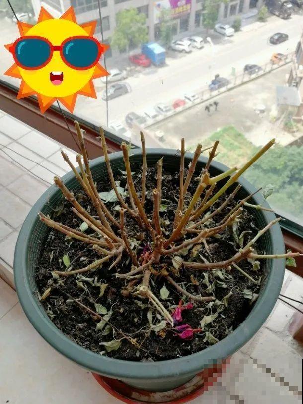 8种花，5月要赶紧修剪，剪完了还能窜新芽