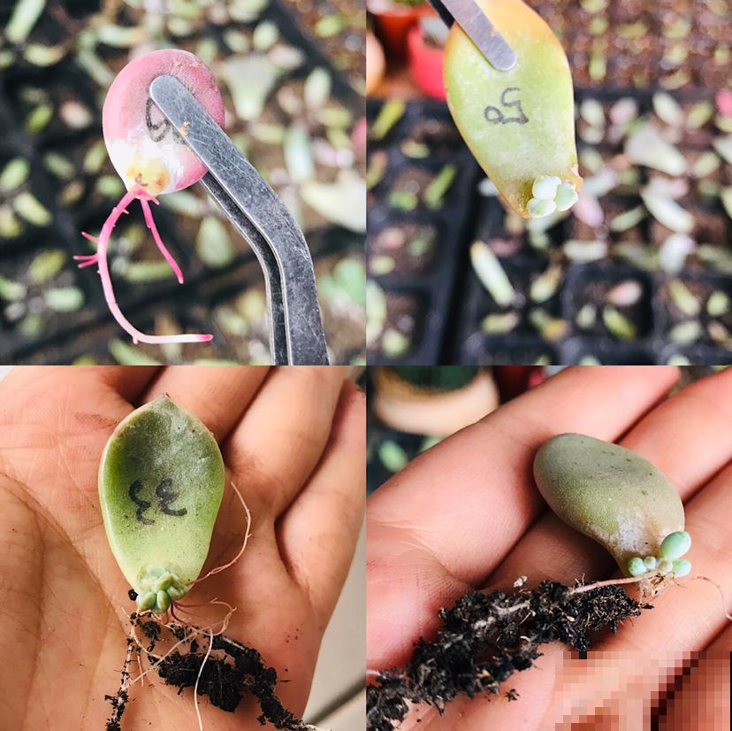 想让多肉叶插百发百中，试试几个技巧，很快就成活！