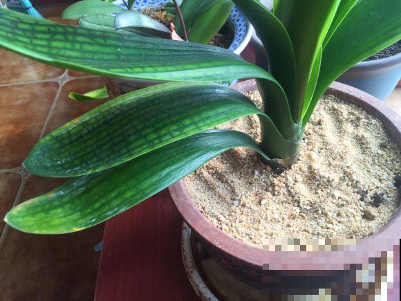 花盆里有小黑飞，5个小办法，就能彻底消灭！