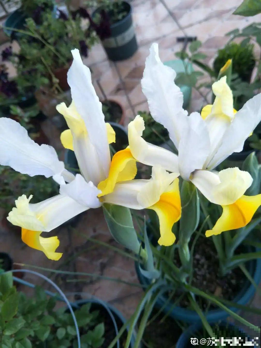 3块钱一颗的花，丢土里开花一大片，大冬天也能养！