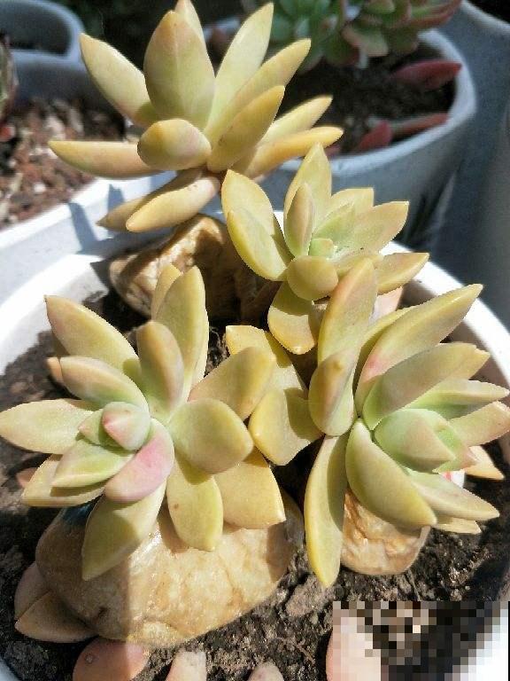 养花晒太阳很重要，关于晒太阳的误区，你中了哪几个？