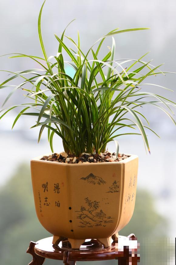 这6种花香味最好闻,淡淡的沁人心脾,闻一下就上瘾! 这6种花香味最好闻,淡淡的沁人心脾,闻一下就上瘾!