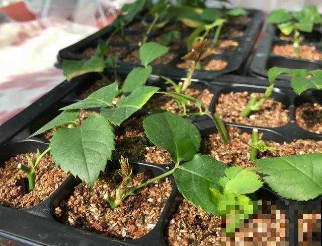 天热扦插3种花,成活率很高,2周就冒大白根! 天热扦插3种花,成活率很高,2周就冒大白根!