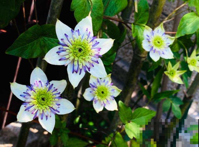 偷花贼太可恶，家门口的花，两个人都抬不动，结果连夜被端走！
