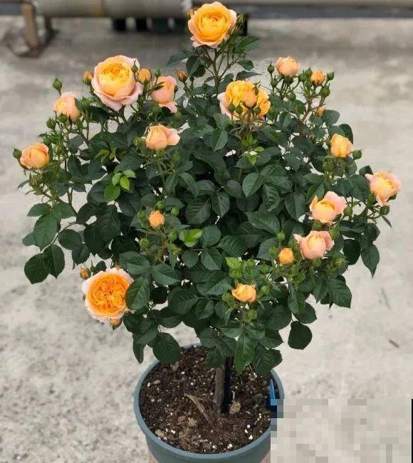 绣球马上剪，下个月就晚了，错过明年不开花