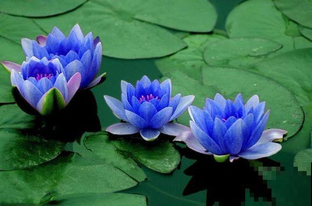 30首与花有关的老歌，满满的回忆，每一首都很经典！