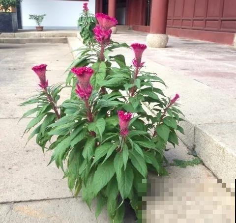 真正的花坚强,墙缝、地缝都能长,开花特别旺! 真正的花坚强,墙缝、地缝都能长,开花特别旺!