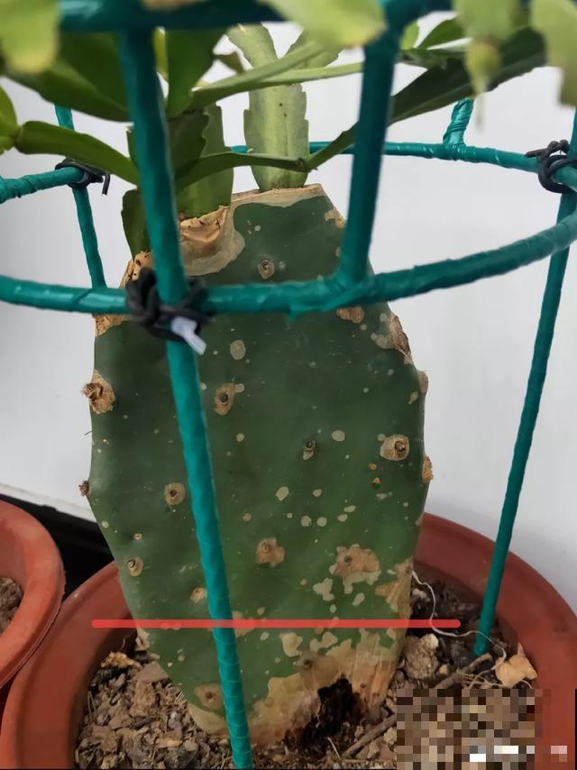 夏天潮湿闷热，一不小心花就烂根，看准时机砍掉，照样长出新叶子