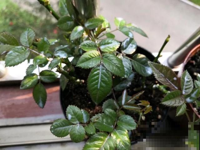 花出现黄叶打蔫，千万别扔，还能救回来！