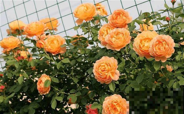 洋葱也能养花?催花效果明显好,蚊虫吓得不敢来! 洋葱也能养花?催花效果明显好,蚊虫吓得不敢来!