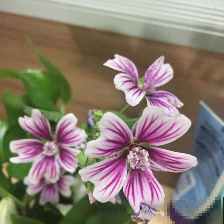 蜀葵就是锦葵吗？两种花差别很大，种错了都怪你自己！