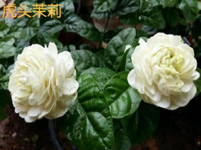 活的“香水花”，开一朵，家里香气飘飘！