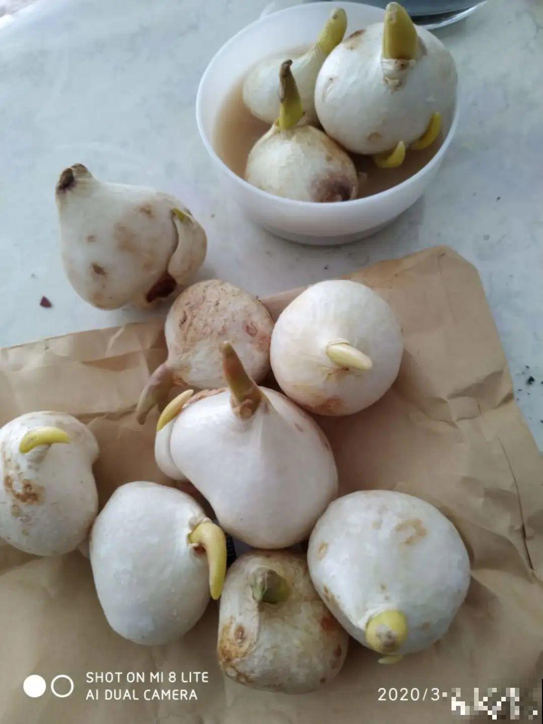 白胖的“大蒜”埋土里,1个月就开花,香味清新淡雅有格调! 白胖的“大蒜”埋土里,1个月就开花,香味清新淡雅有格调!