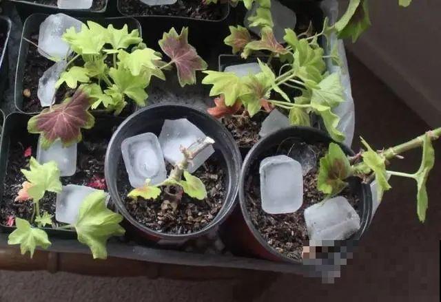 10种水有“毒”,夏天浇花,浇一盆死一盆! 10种水有“毒”,夏天浇花,浇一盆死一盆!