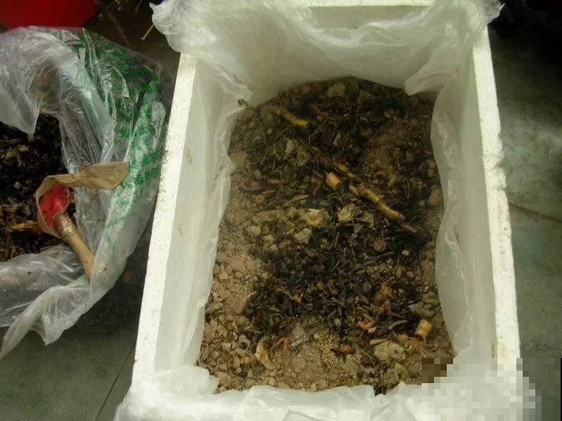 原来苦苦的中药渣也能养花，不比买的花肥差，做成营养土真好用！