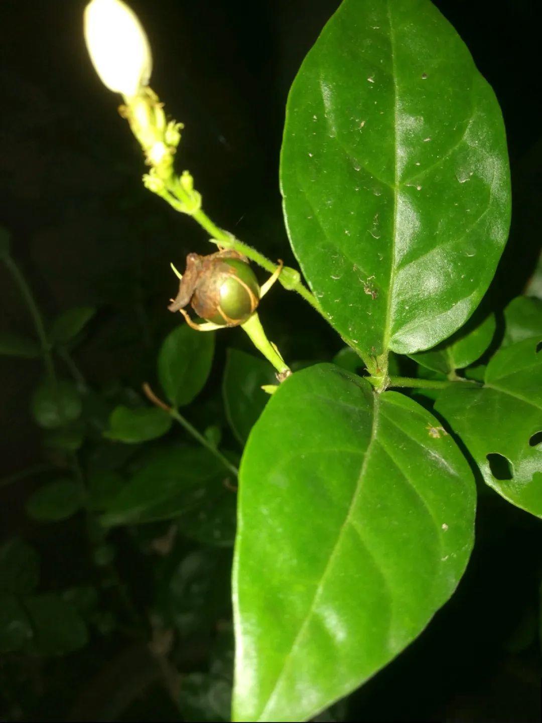 这花都是潜力股，开完种子一大把，千万别剪了！