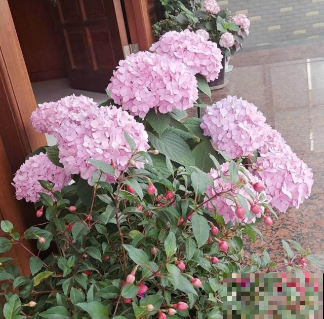 偷花贼太可恶，家门口的花，两个人都抬不动，结果连夜被端走！