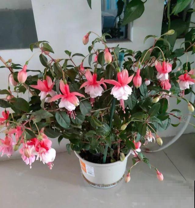 18种难养的花，把握一个点，就能起死回生！