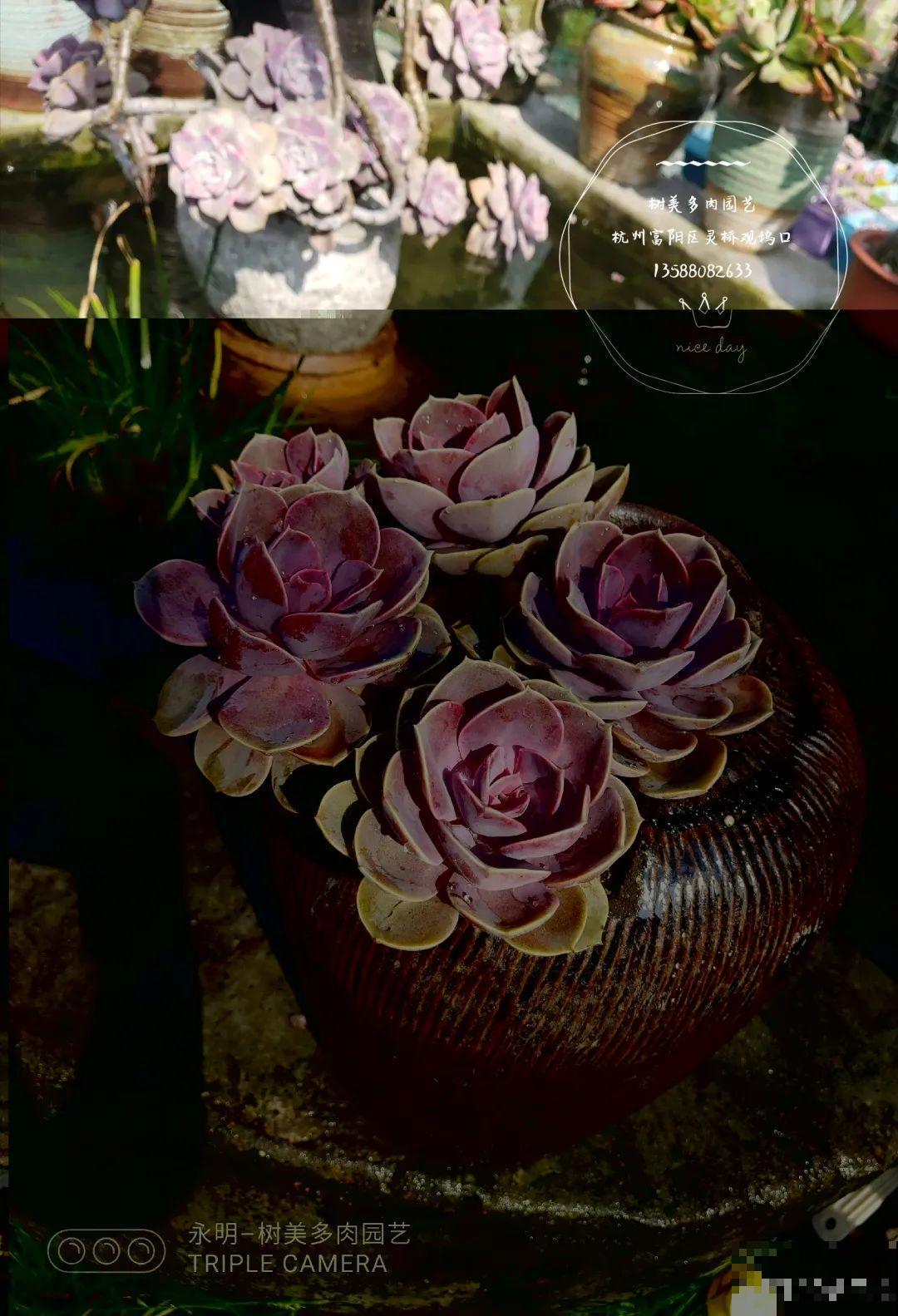 咸菜坛子先别丢,拿来养花,盆盆养成小树,太震撼 咸菜坛子先别丢,拿来养花,盆盆养成小树,太震撼