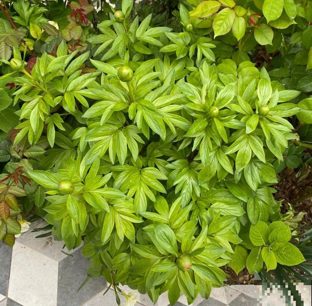 老外培育的芍药花，花苞比鸡蛋大，一朵能开一个月！