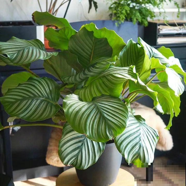 特干净的10种花,天热养一盆,家里特凉快! 特干净的10种花,天热养一盆,家里特凉快!