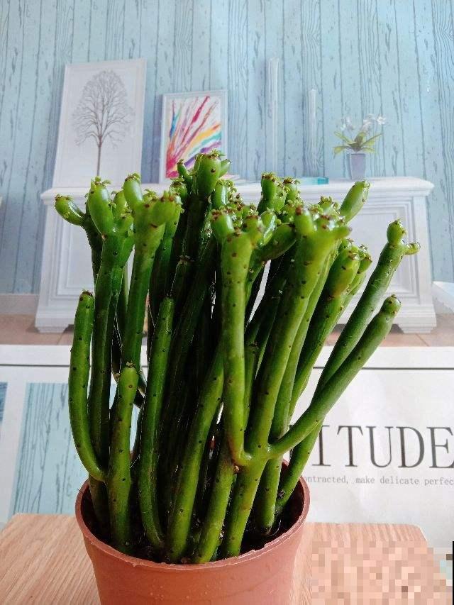 4种花汁液有毒,家里有孩子别养,误食就麻烦了 4种花汁液有毒,家里有孩子别养,误食就麻烦了