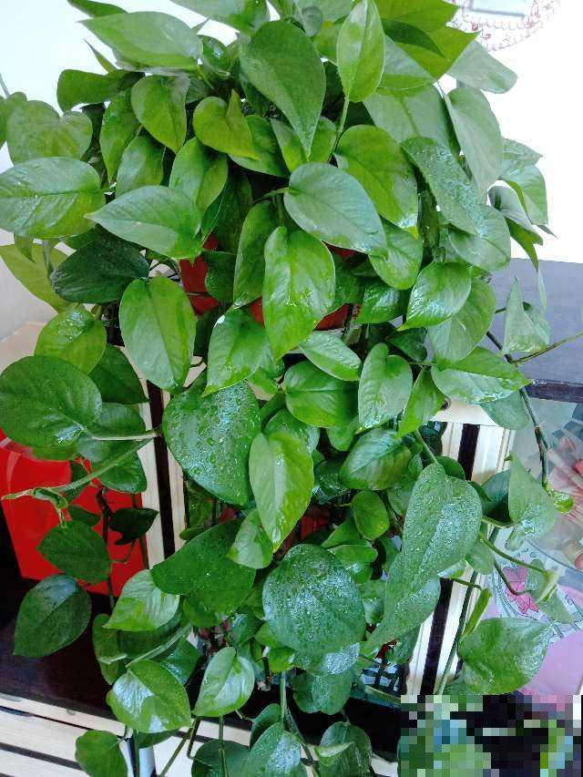 厨房养盆香香花,清凉舒爽,厨房干干净净 厨房养盆香香花,清凉舒爽,厨房干干净净