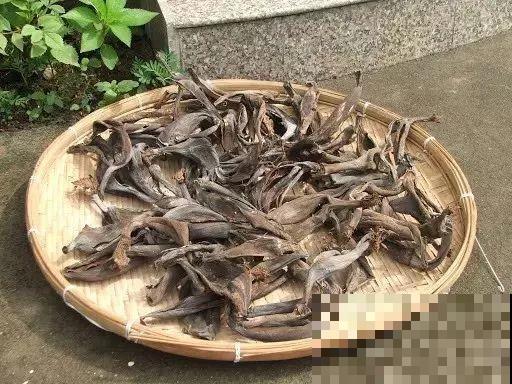 瓜果蔬菜皮不要扔,在家自制有机肥,一年的花肥钱全省了! 瓜果蔬菜皮不要扔,在家自制有机肥,一年的花肥钱全省了!