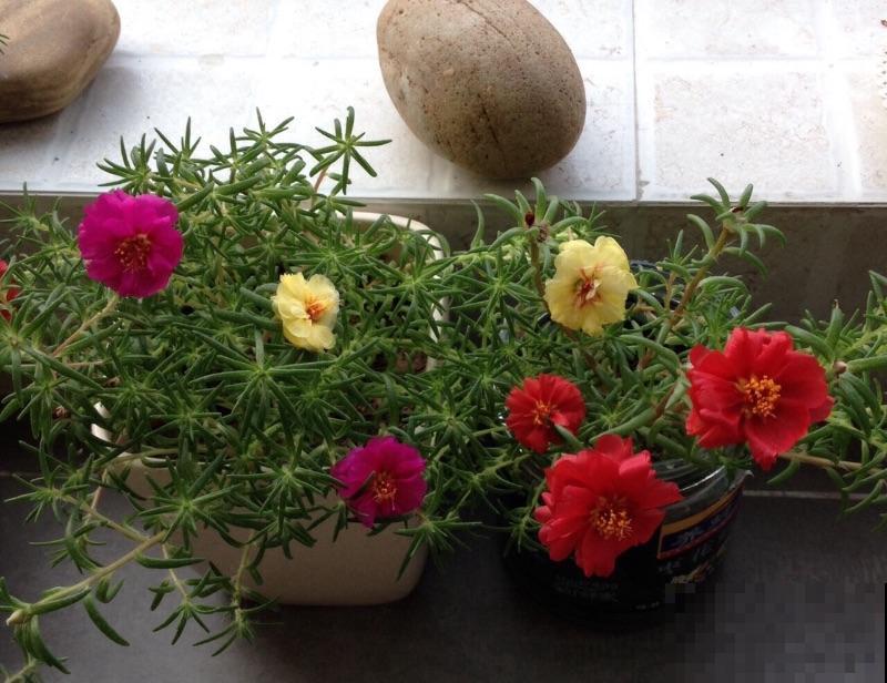 死不了的太阳花，夏天能把盆撑破，20多个品种你都没见过！