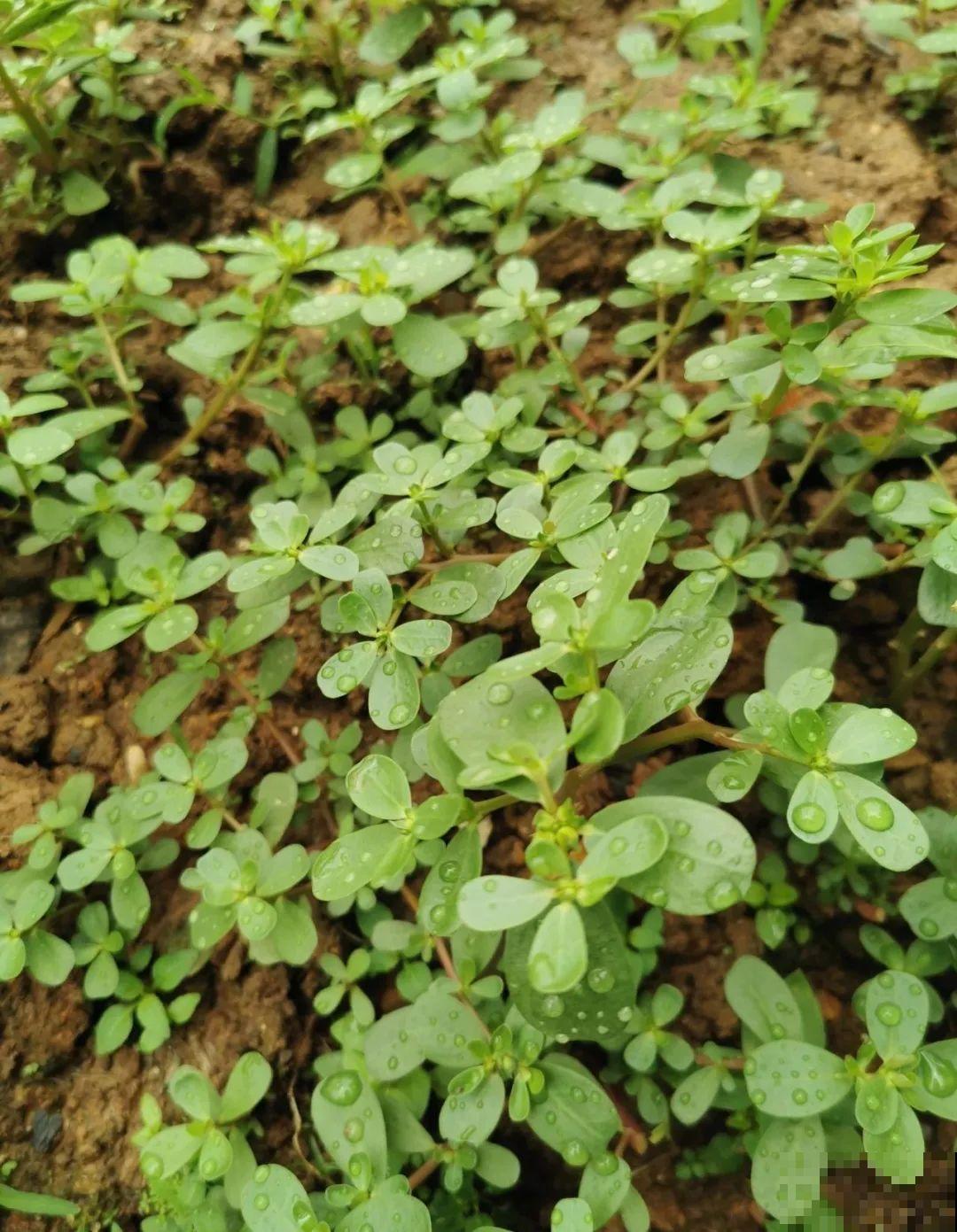8种花夏天必须养,掐一把炒菜特别香,清热去火不中暑! 8种花夏天必须养,掐一把炒菜特别香,清热去火不中暑!