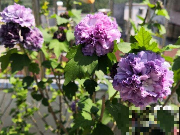 路边的木槿花开了,老人摘了一大筐,上锅蒸比肉还香! 路边的木槿花开了,老人摘了一大筐,上锅蒸比肉还香!