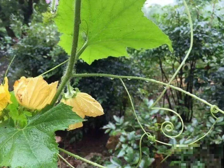 9种花可以预测天气，一开花就说明要下雨了！
