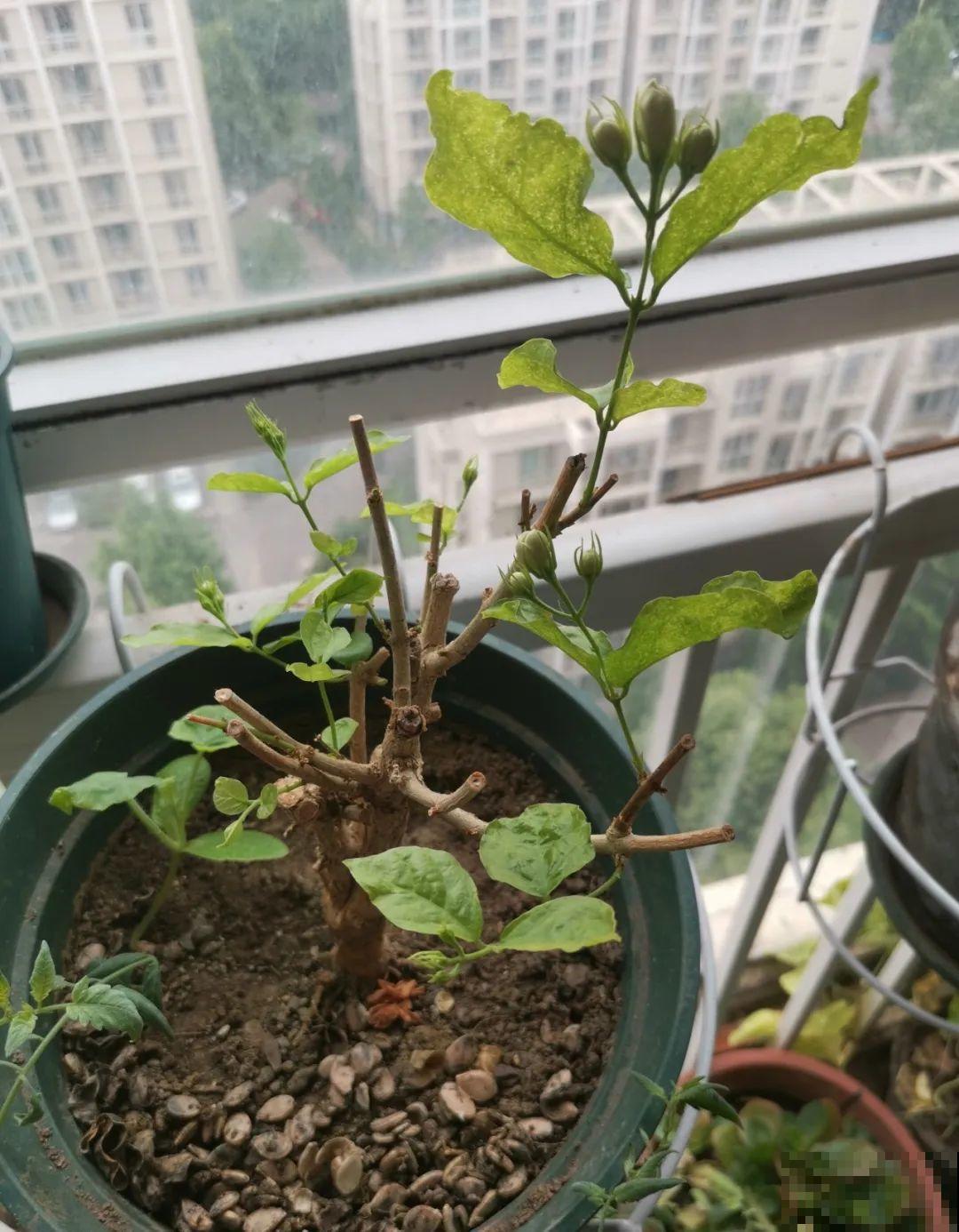 叶子唰啦全剪了，竟然冒出满盆花苞，神奇！