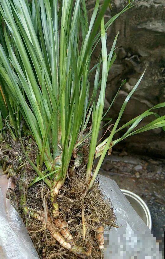 端午节,离不开这8种花,镇宅保平安! 端午节,离不开这8种花,镇宅保平安!