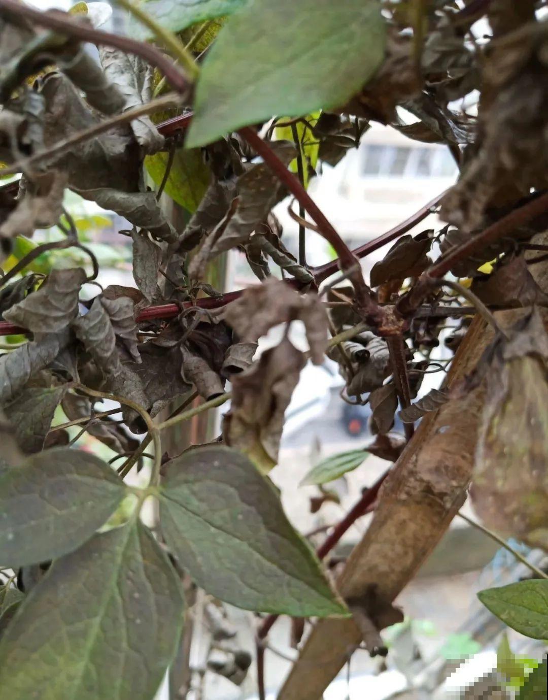 7种花会伪装，夏天会假死，好好养护秋天还能活