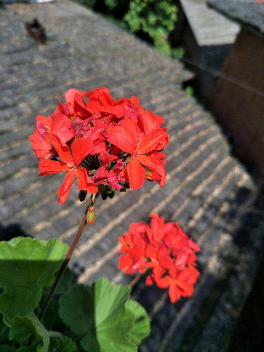4种花想要度夏，给它剃个平头，来年呼呼长爆盆