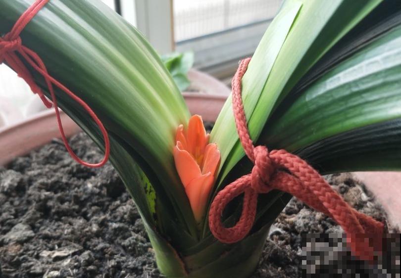 君子兰夹箭不开花,找根棉签擦一下,花箭立马钻出来! 君子兰夹箭不开花,找根棉签擦一下,花箭立马钻出来!